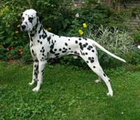 Ersi Dreamreader Bohemia Rododendron