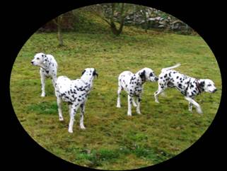 Te�kovan� sv�t - chovatelsk� stanice dalmatin�